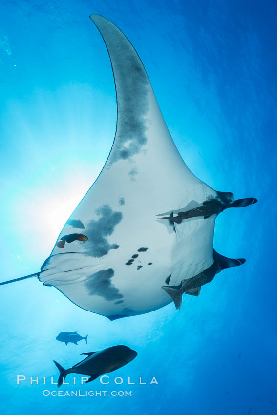 Giant Manta Ray at San Benedicto Island, Revillagigedos, Mexico. San Benedicto Island (Islas Revillagigedos), Baja California, Manta birostris, natural history stock photograph, photo id 33282