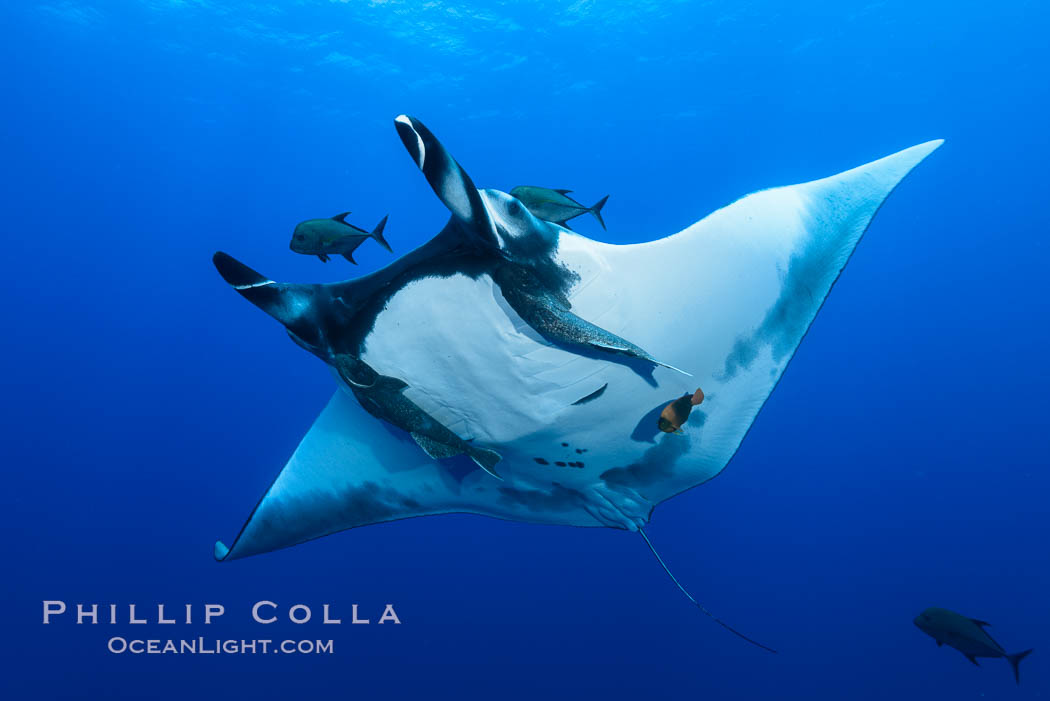 Giant Manta Ray at San Benedicto Island, Revillagigedos, Mexico. San Benedicto Island (Islas Revillagigedos), Baja California, Manta birostris, natural history stock photograph, photo id 33276