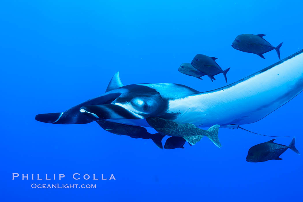 Giant Manta Ray at San Benedicto Island, Revillagigedos, Mexico. San Benedicto Island (Islas Revillagigedos), Baja California, Manta birostris, natural history stock photograph, photo id 33277