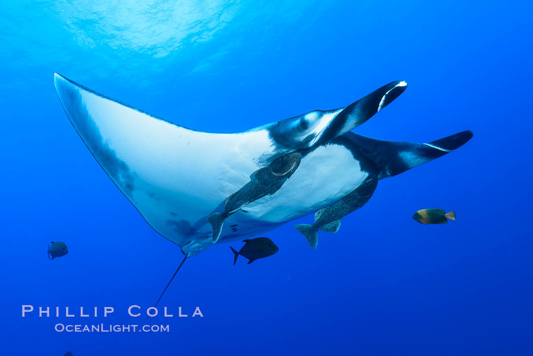 Giant Manta Ray at San Benedicto Island, Revillagigedos, Mexico, Manta birostris, San Benedicto Island (Islas Revillagigedos)