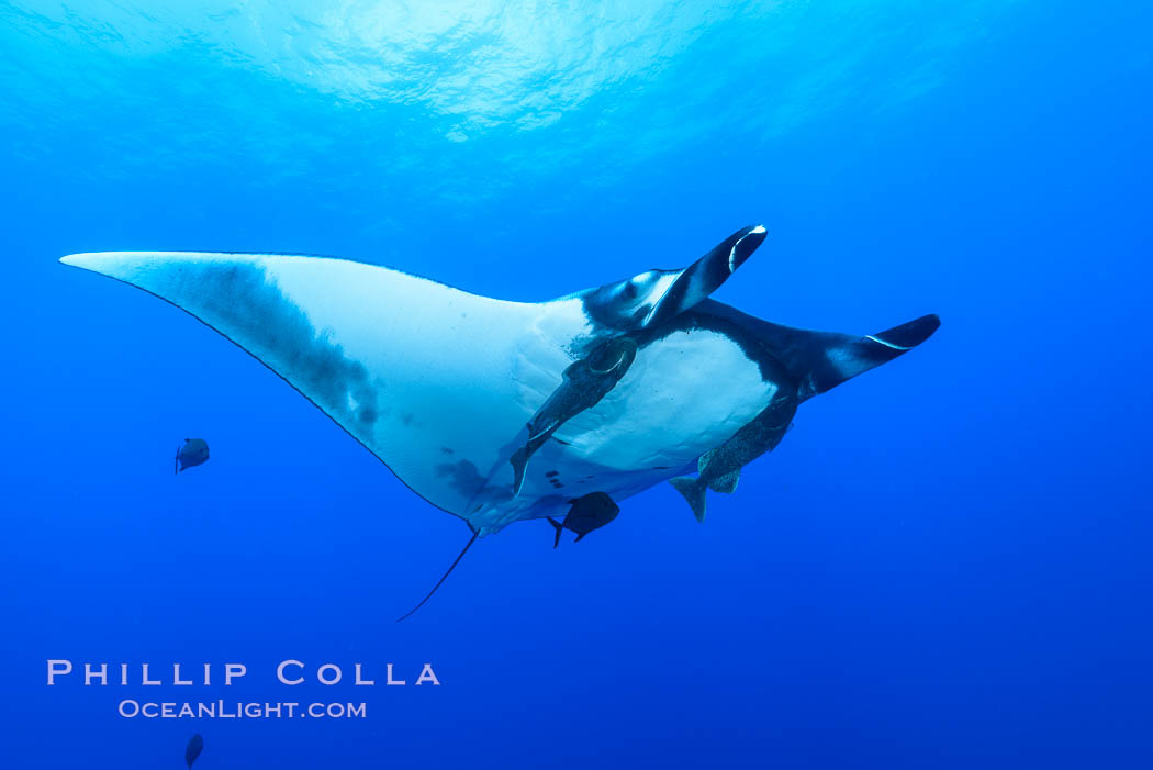 Giant Manta Ray at San Benedicto Island, Revillagigedos, Mexico, Manta birostris, San Benedicto Island (Islas Revillagigedos)