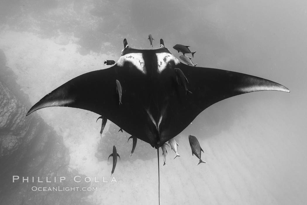 Giant Manta Ray at San Benedicto Island, Revillagigedos, Mexico. San Benedicto Island (Islas Revillagigedos), Baja California, Manta birostris, natural history stock photograph, photo id 33309