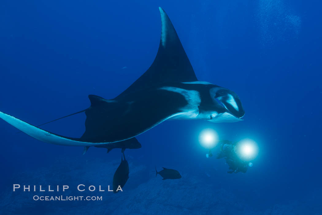 Giant Manta Ray at Socorro Island, Revillagigedos, Mexico. Socorro Island (Islas Revillagigedos), Baja California, Manta birostris, natural history stock photograph, photo id 33286