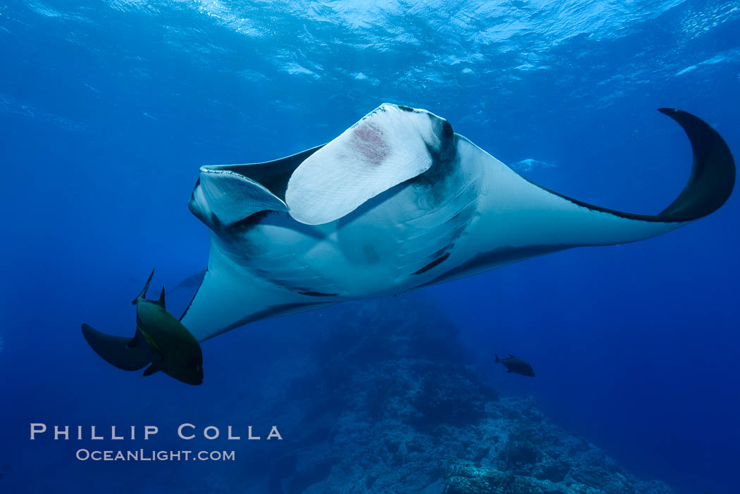 Giant Manta Ray at Socorro Island, Revillagigedos, Mexico. Socorro Island (Islas Revillagigedos), Baja California, Manta birostris, natural history stock photograph, photo id 33288