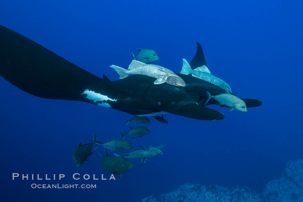 Giant Manta Ray at Socorro Island, Revillagigedos, Mexico. Socorro Island (Islas Revillagigedos), Baja California, Manta birostris, natural history stock photograph, photo id 33287