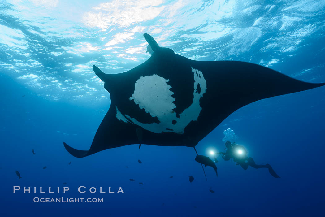 Giant Manta Ray at Socorro Island, Revillagigedos, Mexico. Socorro Island (Islas Revillagigedos), Baja California, Manta birostris, natural history stock photograph, photo id 33291