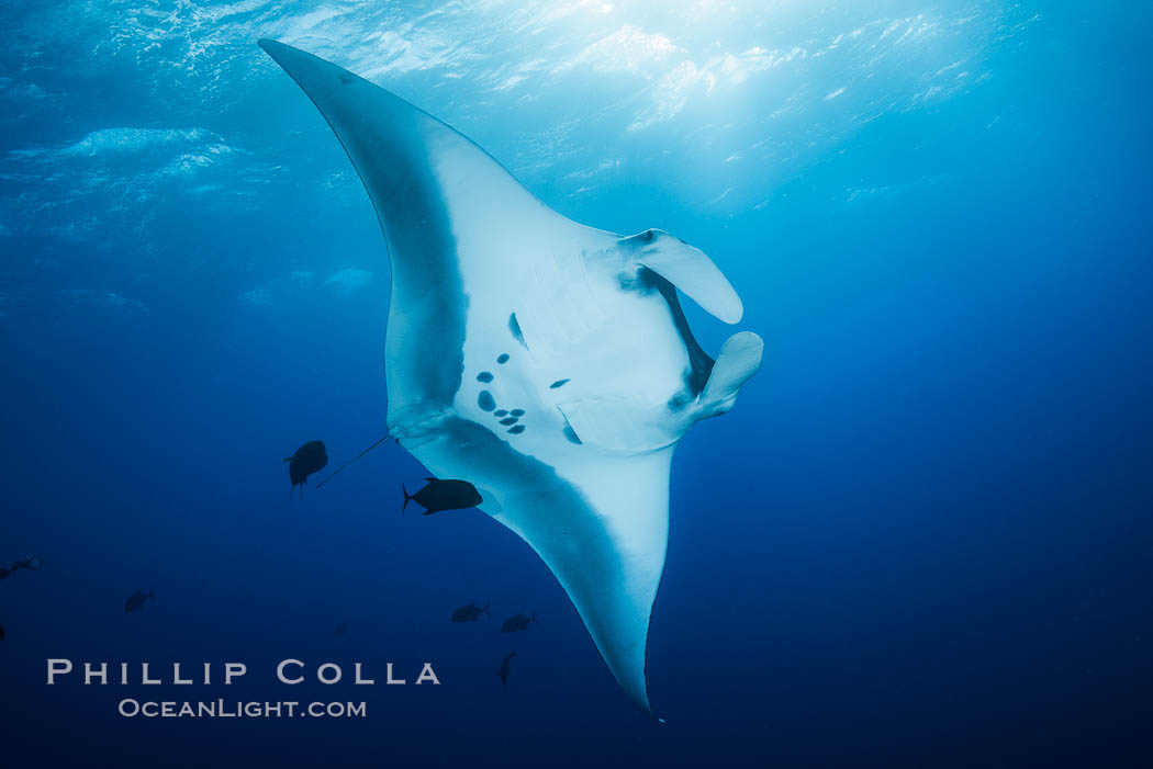 Giant Manta Ray at Socorro Island, Revillagigedos, Mexico. Socorro Island (Islas Revillagigedos), Baja California, Manta birostris, natural history stock photograph, photo id 33285