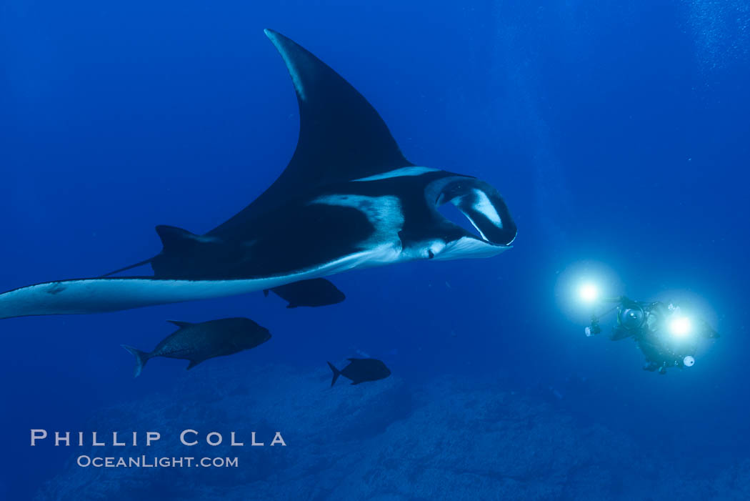 Giant Manta Ray at Socorro Island, Revillagigedos, Mexico. Socorro Island (Islas Revillagigedos), Baja California, Manta birostris, natural history stock photograph, photo id 33293