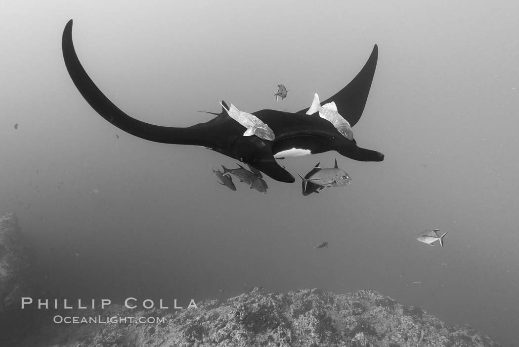 Giant Manta Ray at Socorro Island, Revillagigedos, Mexico. Socorro Island (Islas Revillagigedos), Baja California, Manta birostris, natural history stock photograph, photo id 33297