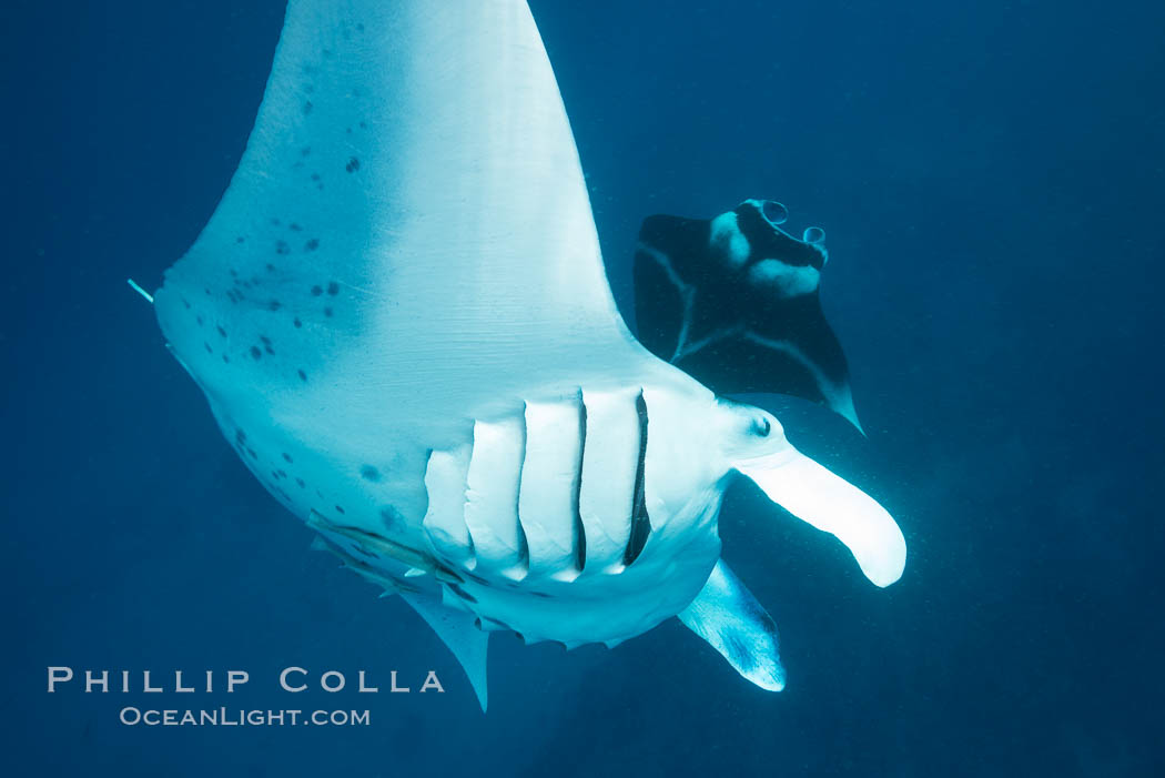 Manta Rays Feeding on Plankton, Fiji. Gau Island, Lomaiviti Archipelago, Manta birostris, natural history stock photograph, photo id 31716