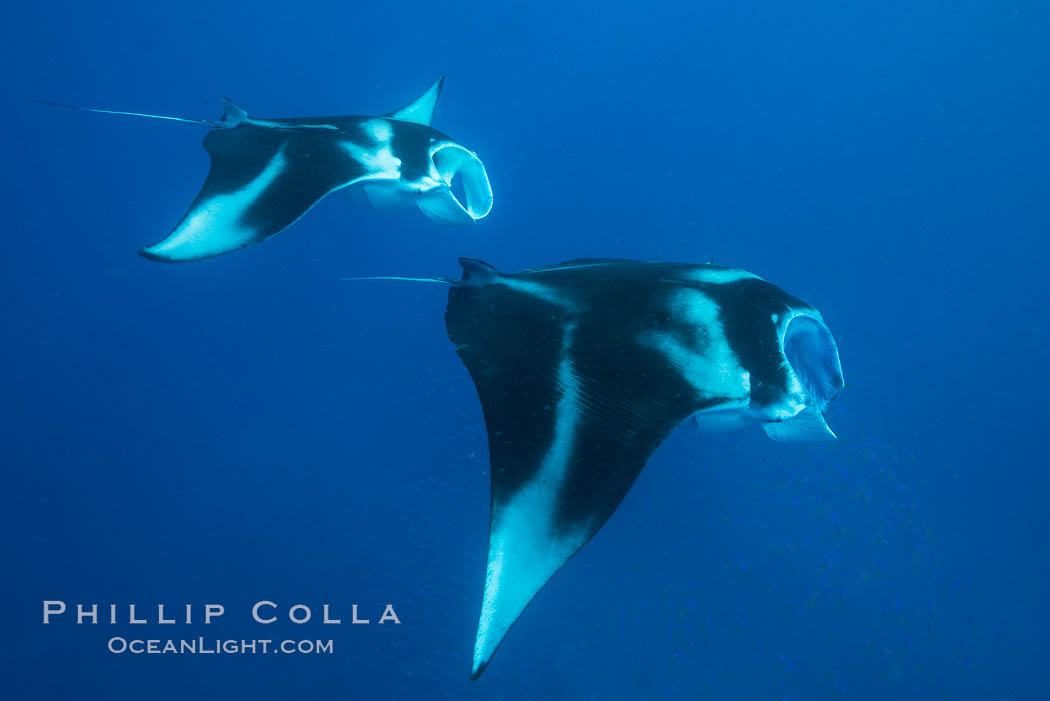 Manta Rays Feeding on Plankton, Fiji. Gau Island, Lomaiviti Archipelago, Manta birostris, natural history stock photograph, photo id 31523