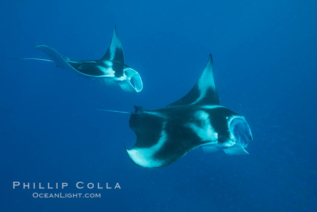 Manta Rays Feeding on Plankton, Fiji. Gau Island, Lomaiviti Archipelago, Manta birostris, natural history stock photograph, photo id 31717