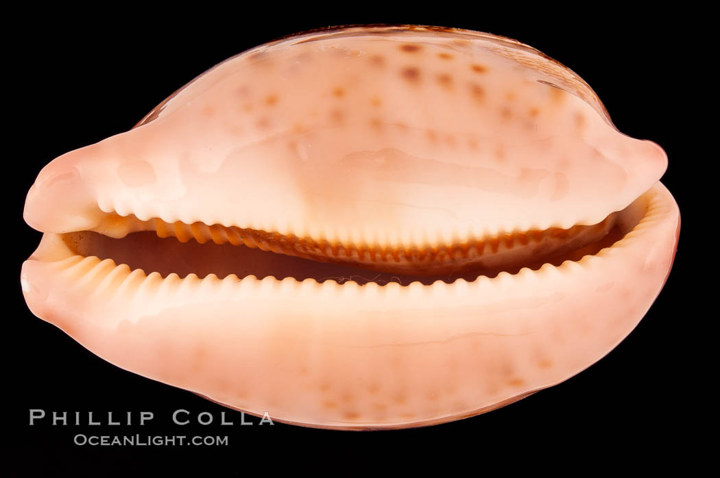 Map Cowrie., Cypraea mappa, natural history stock photograph, photo id 08793