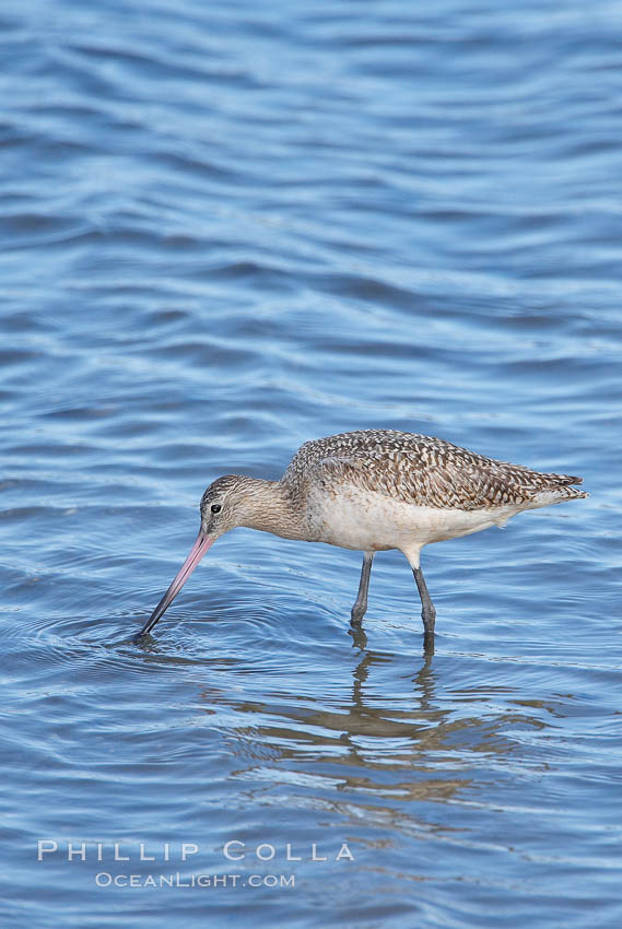 Marbled godwit, foraging on mud flats. Upper Newport Bay Ecological Reserve, Newport Beach, California, USA, Limosa fedoa, natural history stock photograph, photo id 15685