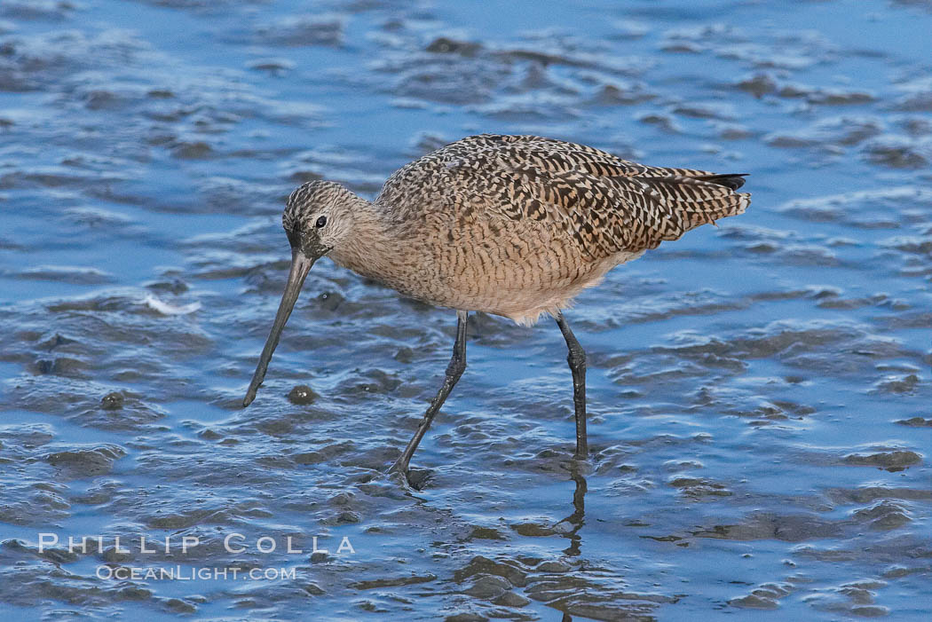 Marbled godwit, foraging on mud flats. Upper Newport Bay Ecological Reserve, Newport Beach, California, USA, Limosa fedoa, natural history stock photograph, photo id 15684