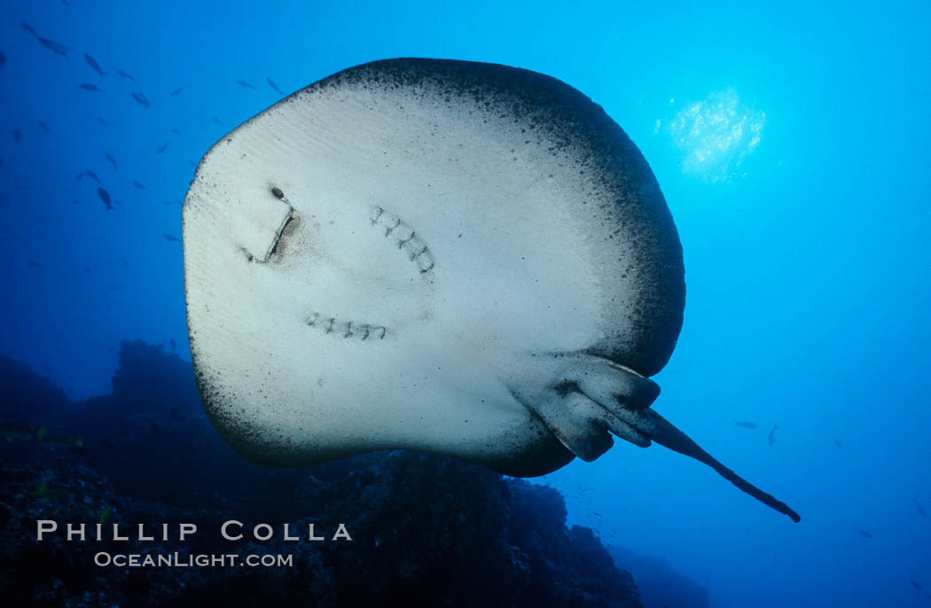 Marbled ray viewed from below in blue water, Cocos Island. Costa Rica, Taeniura meyeni, natural history stock photograph, photo id 01992