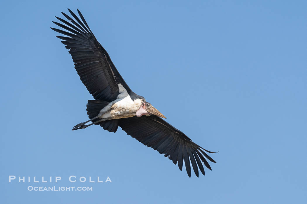 Maribou Stork in Flight, Leptoptilos crumenifer, Masai Mara, Kenya., Leptoptilos crumeniferus, natural history stock photograph, photo id 39747