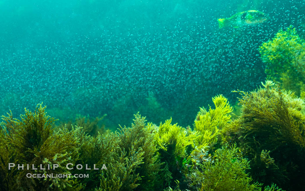 Marine Algae and Mysid Shrimp, Kangaroo Island, South Australia., natural history stock photograph, photo id 39272