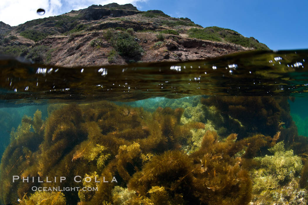 Feather boa kelp (long brown fuzzy stuff) and other marine algae cover the rocky reef, Egregia menziesii, San Clemente Island