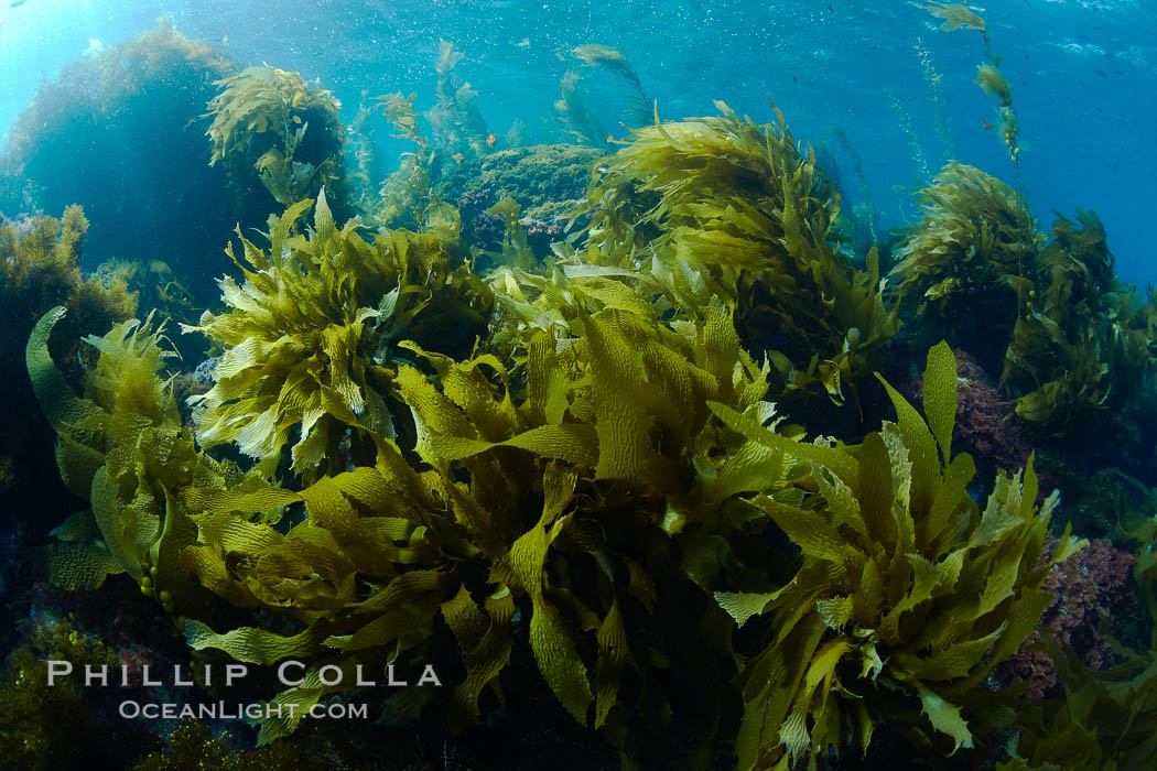 Southern sea palms, palm kelp, Marine algae, various species, in shallow water underwater. Catalina Island, California, USA, natural history stock photograph, photo id 23526