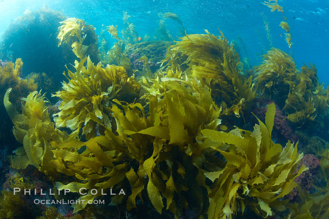 Marine algae, various species, in shallow water underwater. Catalina Island, California, USA, natural history stock photograph, photo id 23594