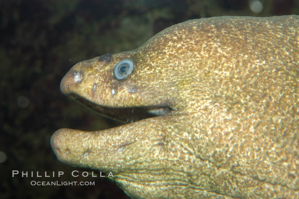 Unidentified marine eel., natural history stock photograph, photo id 09293