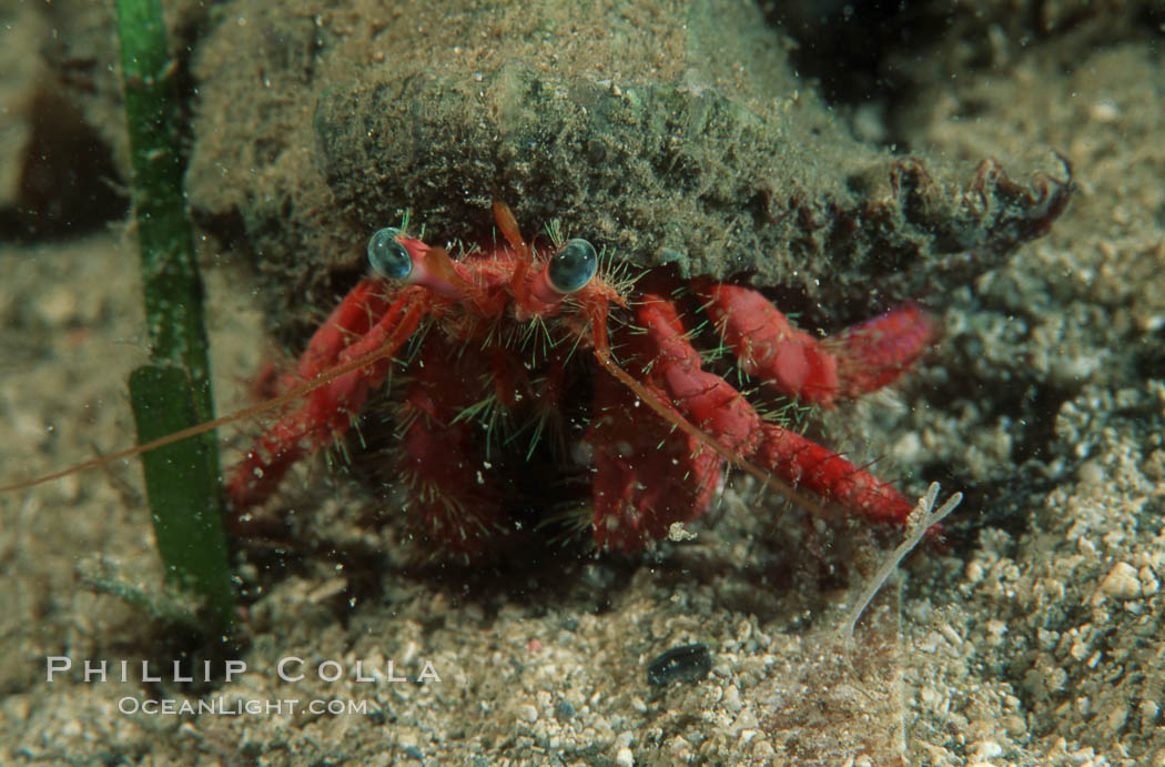 Unidentified marine hermit crab. Monterey, California, USA, natural history stock photograph, photo id 07019