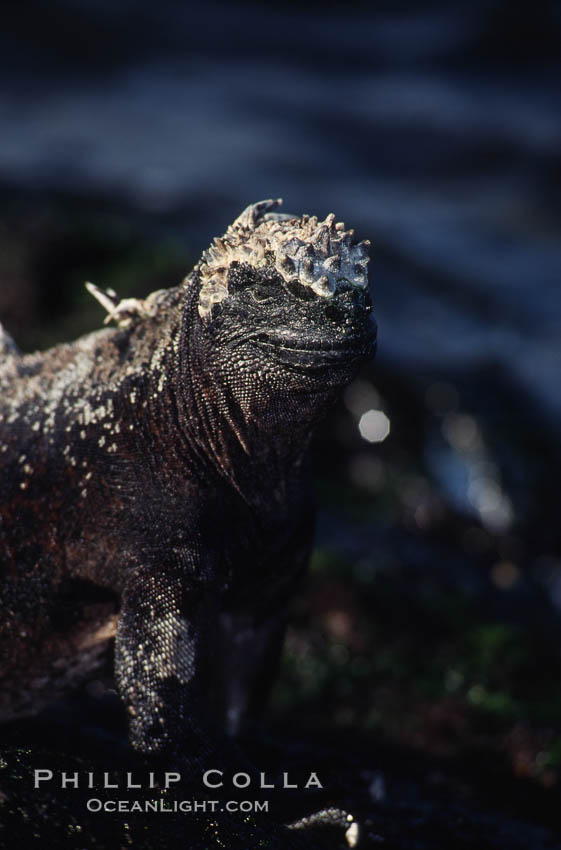 Marine iguana, Punta Espinosa. Fernandina Island, Galapagos Islands, Ecuador, Amblyrhynchus cristatus, natural history stock photograph, photo id 01722