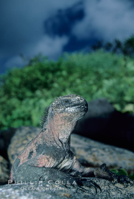 Marine iguana, Punta Espinosa. Fernandina Island, Galapagos Islands, Ecuador, Amblyrhynchus cristatus, natural history stock photograph, photo id 03470