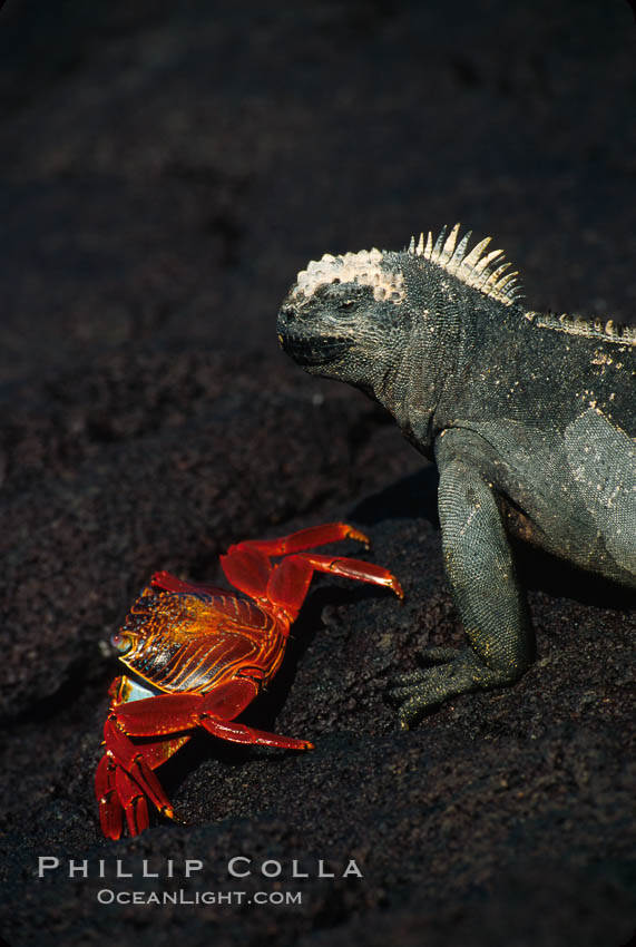 Marine iguana, Punta Espinosa. Fernandina Island, Galapagos Islands, Ecuador, Amblyrhynchus cristatus, natural history stock photograph, photo id 01720