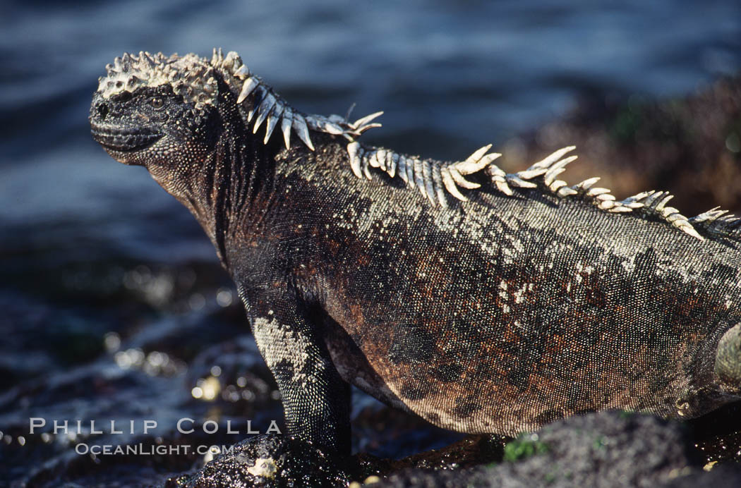 Marine iguana, Punta Espinosa. Fernandina Island, Galapagos Islands, Ecuador, Amblyrhynchus cristatus, natural history stock photograph, photo id 01729