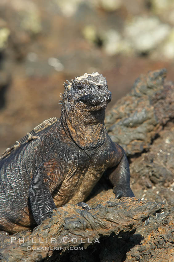 Marine iguana on volcanic rocks at the oceans edge, Punta Albemarle. Isabella Island, Galapagos Islands, Ecuador, Amblyrhynchus cristatus, natural history stock photograph, photo id 16574