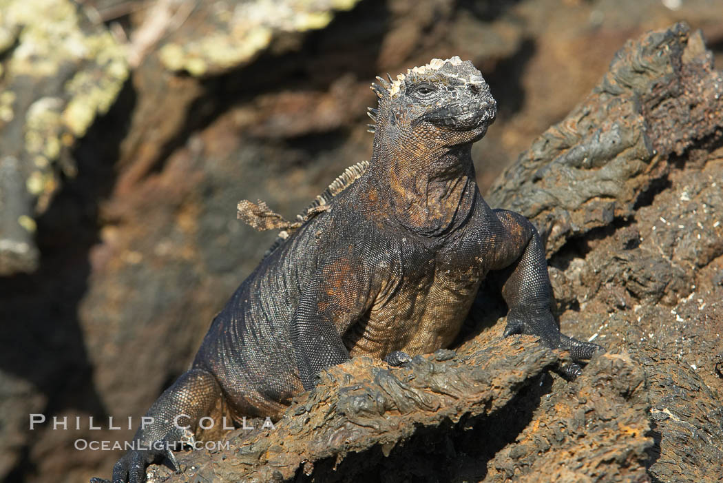 Marine iguana on volcanic rocks at the oceans edge, Punta Albemarle. Isabella Island, Galapagos Islands, Ecuador, Amblyrhynchus cristatus, natural history stock photograph, photo id 16571