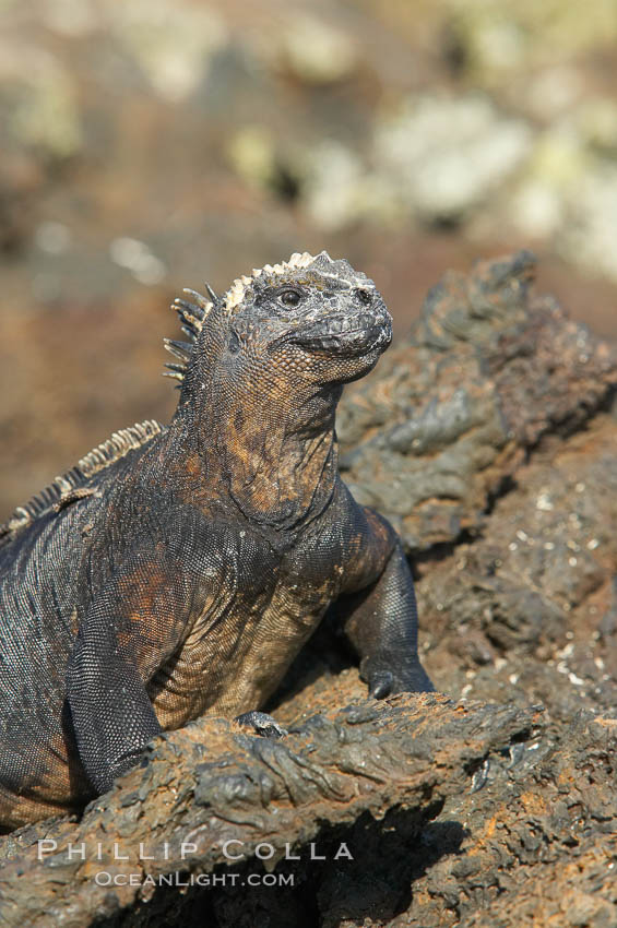 Marine iguana on volcanic rocks at the oceans edge, Punta Albemarle. Isabella Island, Galapagos Islands, Ecuador, Amblyrhynchus cristatus, natural history stock photograph, photo id 16575