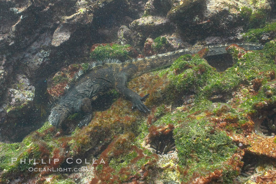 Marine iguana, underwater, forages for green algae that grows on the lava reef. Bartolome Island, Galapagos Islands, Ecuador, Amblyrhynchus cristatus, natural history stock photograph, photo id 16232