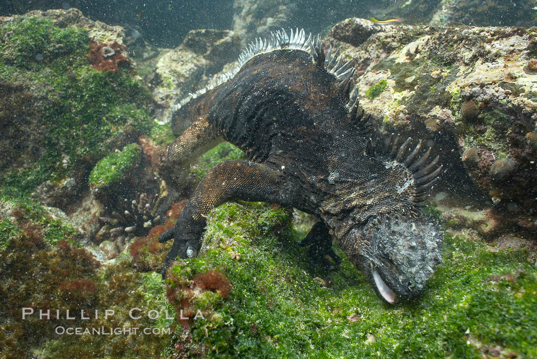 Marine iguana, underwater, forages for green algae that grows on the lava reef. Bartolome Island, Galapagos Islands, Ecuador, Amblyrhynchus cristatus, natural history stock photograph, photo id 16231