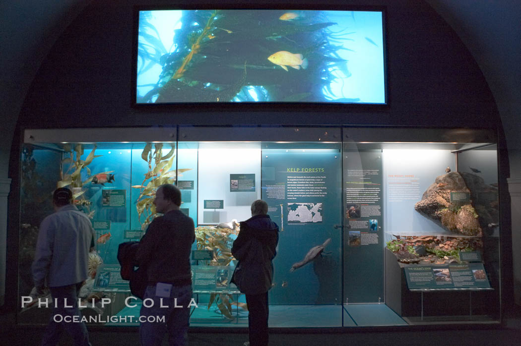 Visitors admire the marine life displays at the Milstein Hall of Ocean Life, American Museum of Natural History. New York City, USA, natural history stock photograph, photo id 11265
