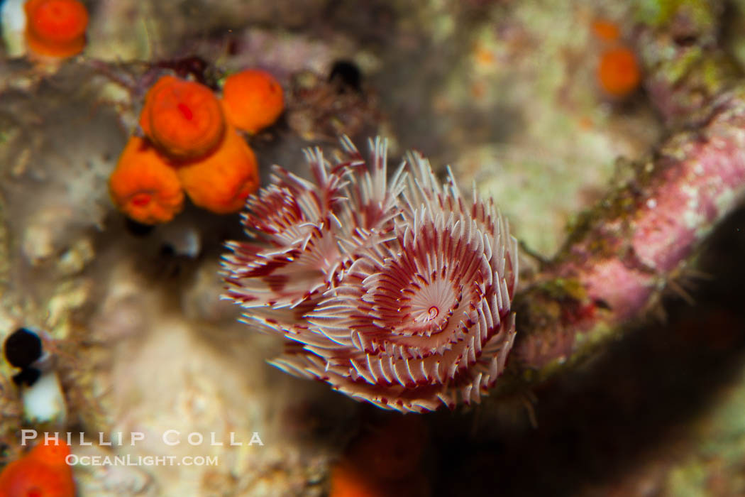 Unidentified marine worm., natural history stock photograph, photo id 27215
