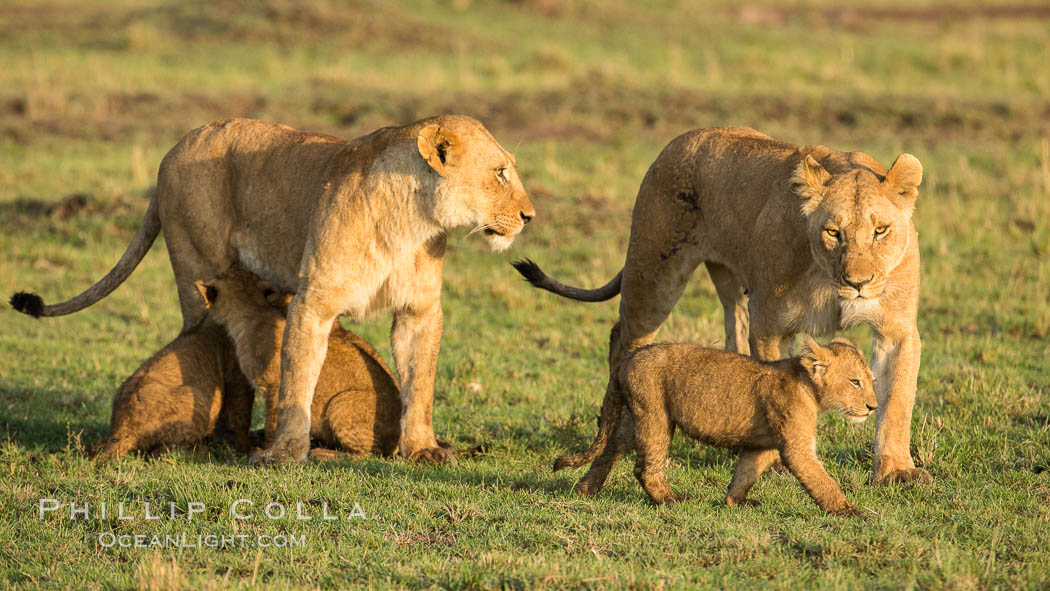 Marsh pride of lions, Maasai Mara National Reserve, Kenya., Panthera leo, natural history stock photograph, photo id 29926