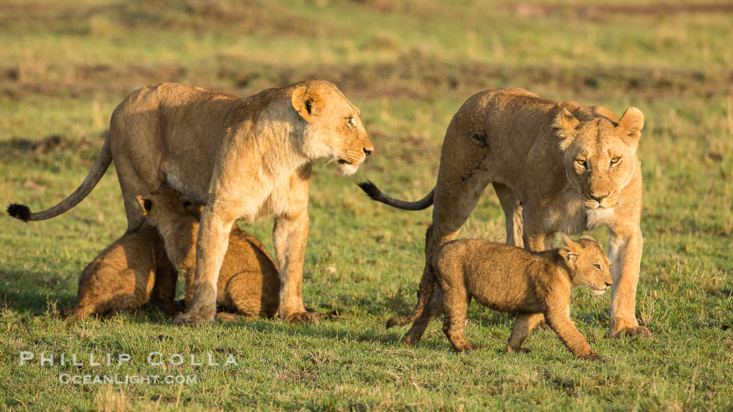 Marsh pride of lions, Maasai Mara National Reserve, Kenya., Panthera leo, natural history stock photograph, photo id 29926