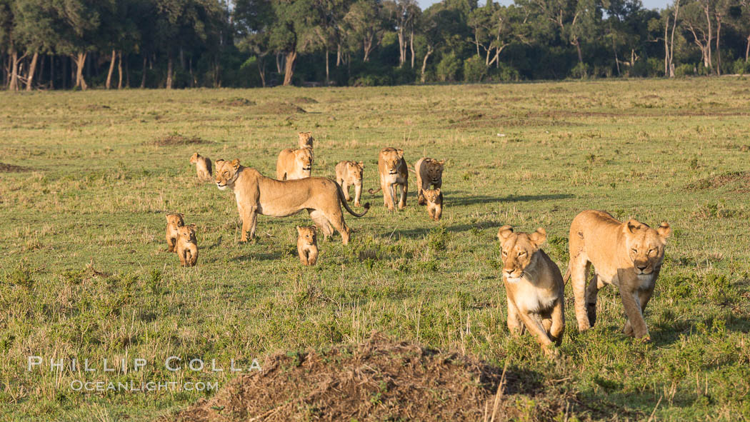 Marsh pride of lions, Maasai Mara National Reserve, Kenya., Panthera leo, natural history stock photograph, photo id 29934