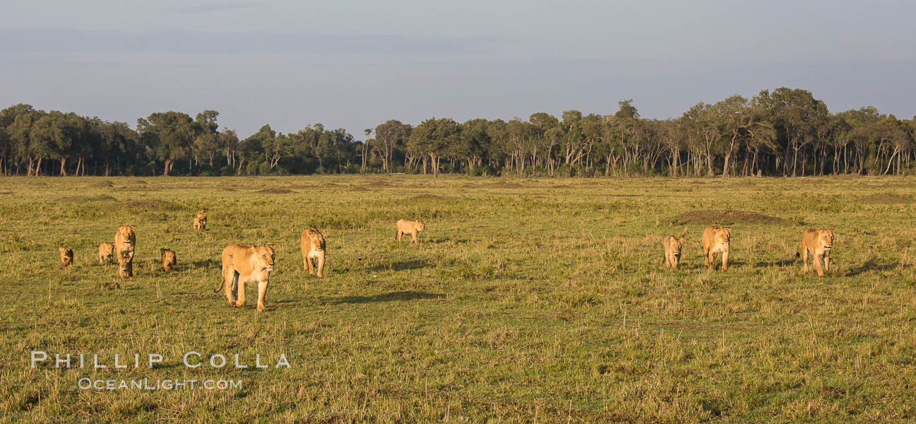 Marsh pride of lions, Maasai Mara National Reserve, Kenya., Panthera leo, natural history stock photograph, photo id 29938