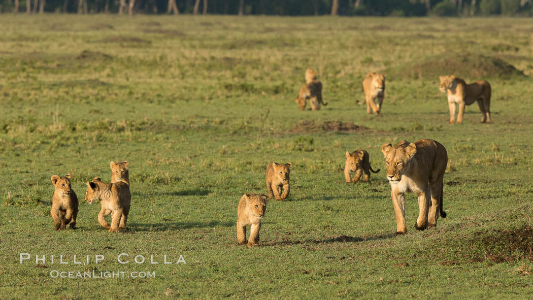 Marsh pride of lions, Maasai Mara National Reserve, Kenya., Panthera leo, natural history stock photograph, photo id 29942