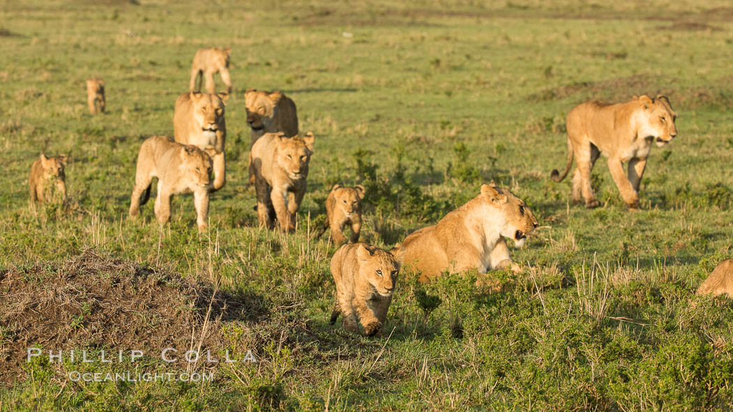 Marsh pride of lions, Maasai Mara National Reserve, Kenya., Panthera leo, natural history stock photograph, photo id 29932