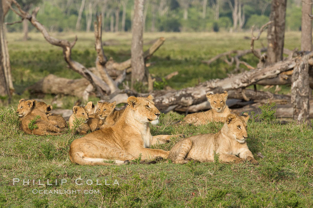 Marsh pride of lions, Maasai Mara National Reserve, Kenya., Panthera leo, natural history stock photograph, photo id 29952