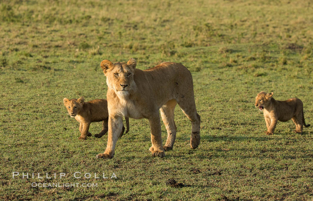 Marsh pride of lions, Maasai Mara National Reserve, Kenya., Panthera leo, natural history stock photograph, photo id 29939