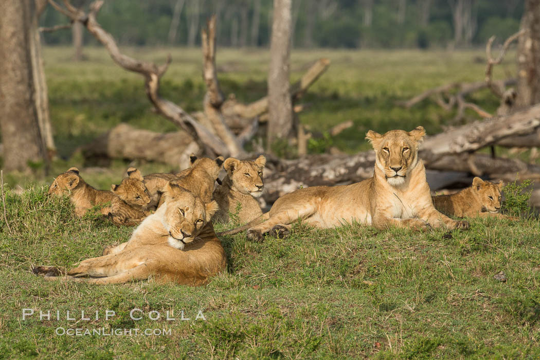 Marsh pride of lions, Maasai Mara National Reserve, Kenya., Panthera leo, natural history stock photograph, photo id 29951