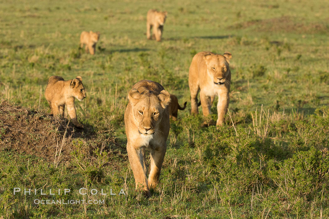 Marsh pride of lions, Maasai Mara National Reserve, Kenya., Panthera leo, natural history stock photograph, photo id 29933