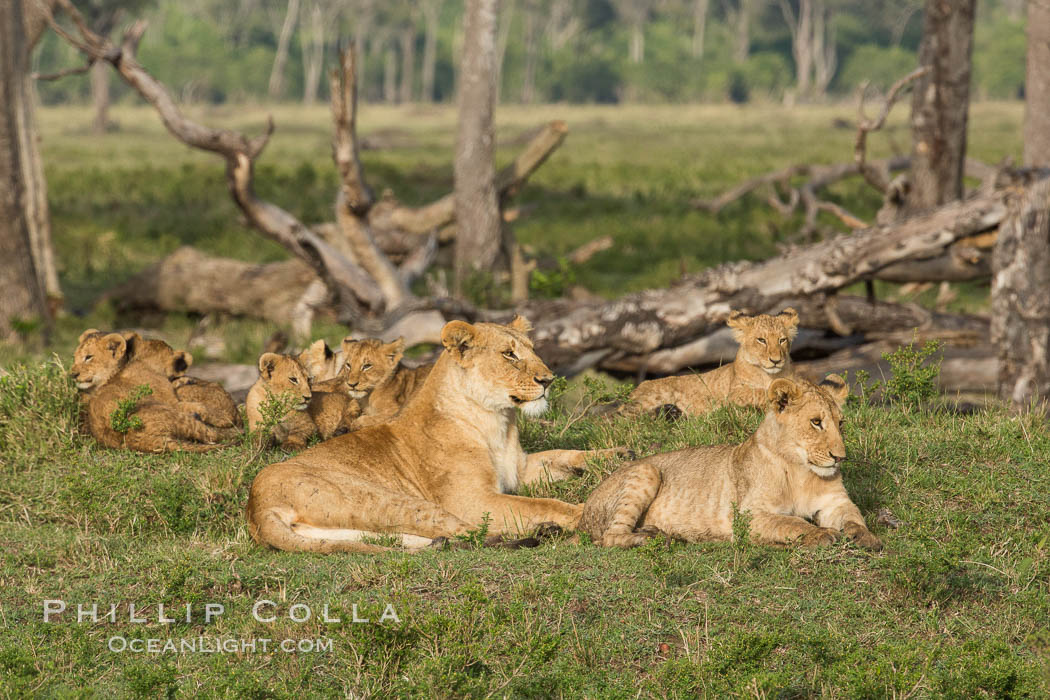 Marsh pride of lions, Maasai Mara National Reserve, Kenya., Panthera leo, natural history stock photograph, photo id 29953