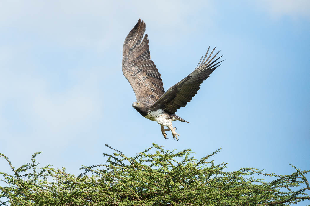 Marshall eagle, Meru National Park, Kenya., Polemaetus bellicosus, natural history stock photograph, photo id 29704